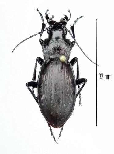 Réf. 245 907 : Carabus lusitanicus barcelecoanus
